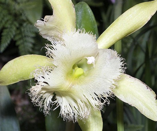 Orquídea Brassavola