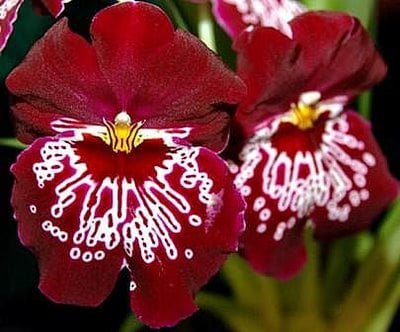 Orquideas-Miltoniopsis-flores