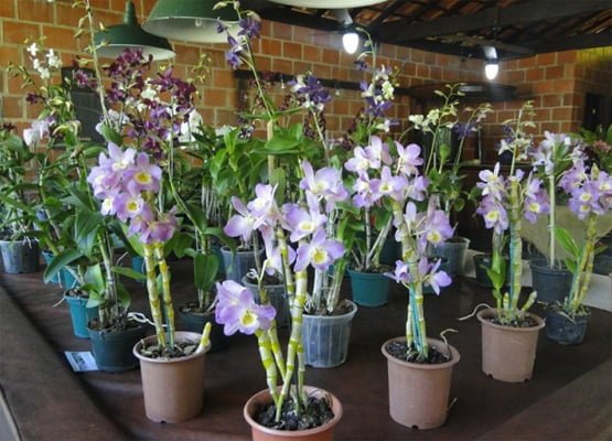 Como Recuperar uma Orquídea Desidratada - Tudo Sobre Orquídeas
