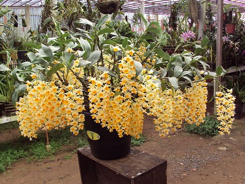 Como cultivar Dendrobium thyrsiflorum, aggregatum, lindley, nobile,  pendulum, chysotoxum...? - Tudo Sobre Orquídeas