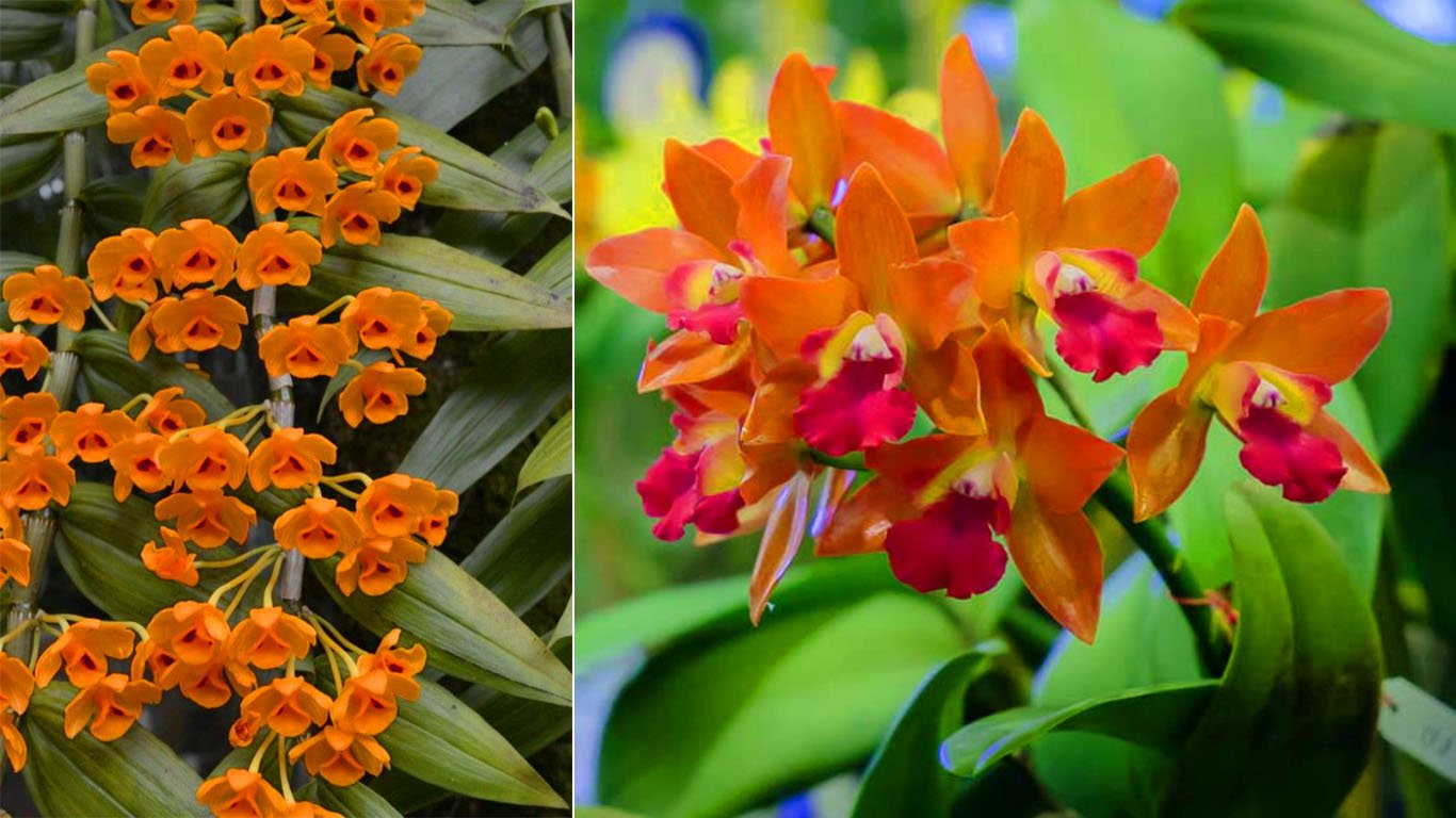 Espécie de orquídea mais adequada para cada região do nosso país, confira  como escolher
