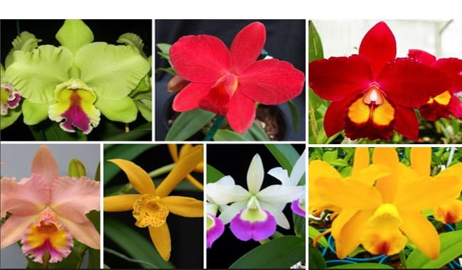 Orquídea Cattleya: Informações e dicas sobre suas Espécies