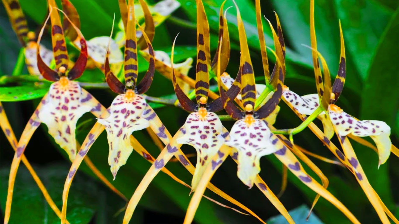 Orquídea Brassia ou aranha, como cuidar e sua espécies