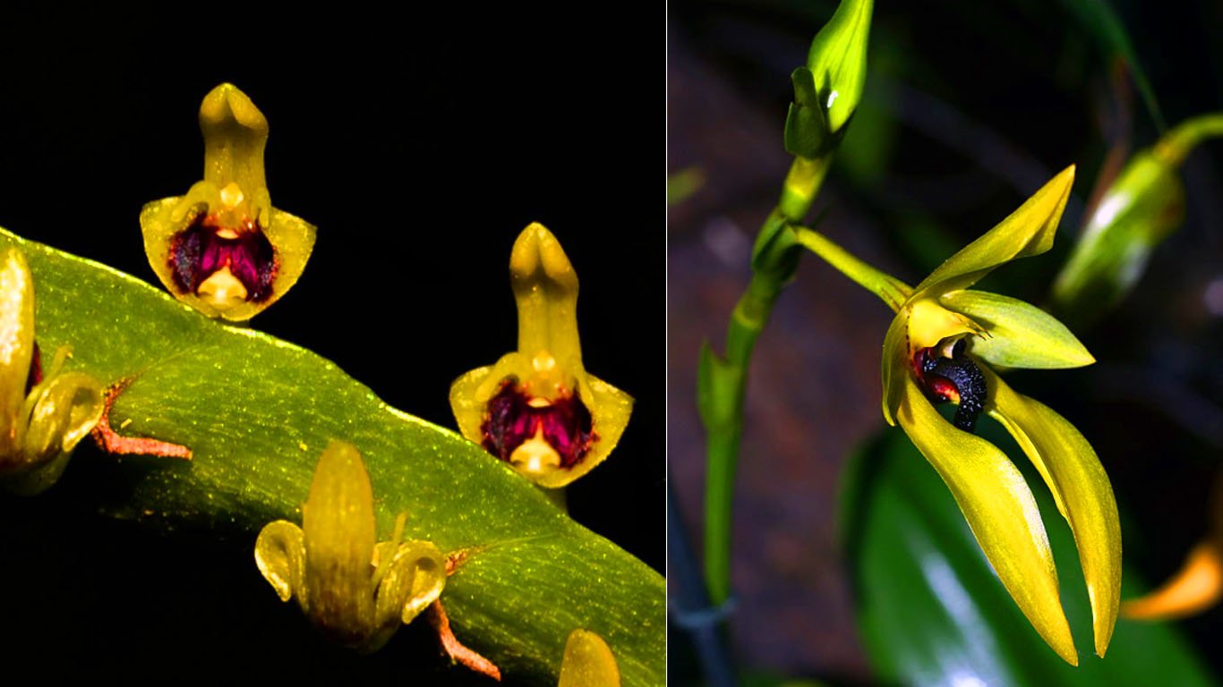 Orquídea Bulbophyllum Carunculatum - Informações Essenciais para criar