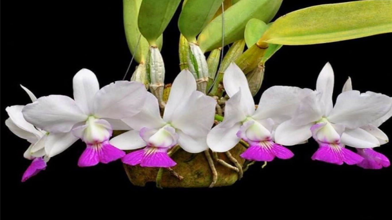 Orquídea Cattleya: Dicas de como cultivar