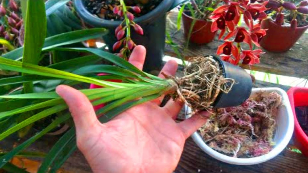 Orquídea Cymbidium - como cuidar