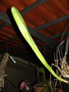 bulbos-orquideas10