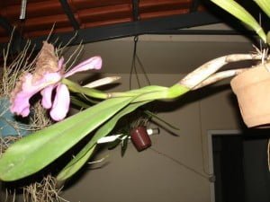 bulbos-orquideas13