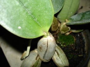 bulbos-orquideas15