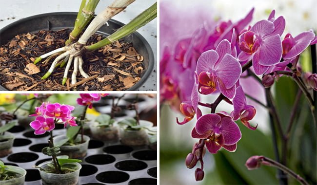 O que Fazer Quando Minhas Orquídeas Demorar ou Não Dão Flores? Aprenda  Aqui...