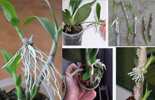 Como Remover e Plantar Corretamente Keiki de Denphal Recém-Nascido - Tudo  Sobre Orquídeas