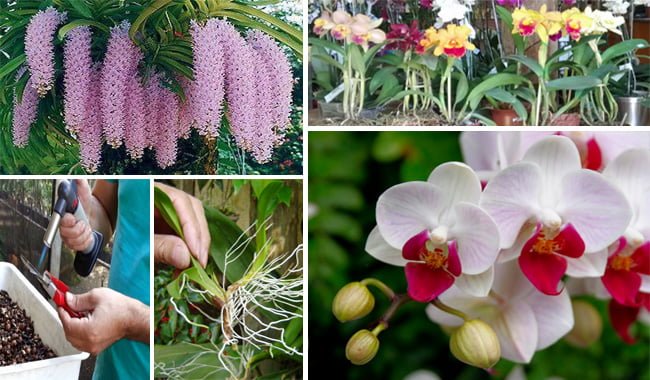 dicas-cultivo-orquideas
