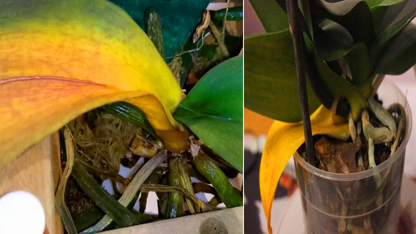 Segredo para acabar com as folhas amarelas nas orquídeas de casa